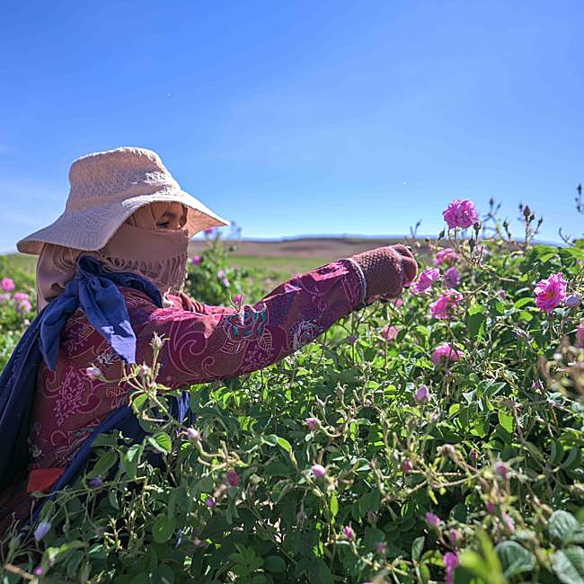 Una mujer marroquí realizando la recolección de la rosa damascena para Weleda.