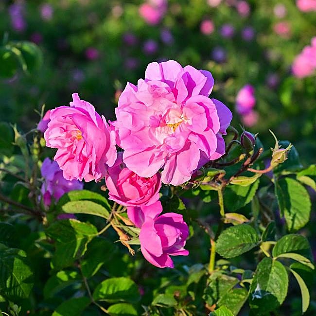 Así es la rosa damascena que crece en Kalaat M'Gouna, en Marruecos.
