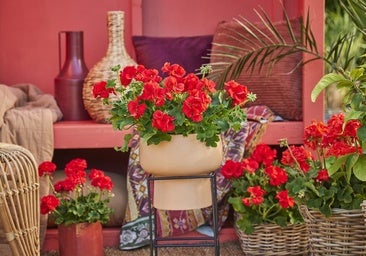 El rey de los geranios que promete flores todo el verano con unos cuidados muy fáciles