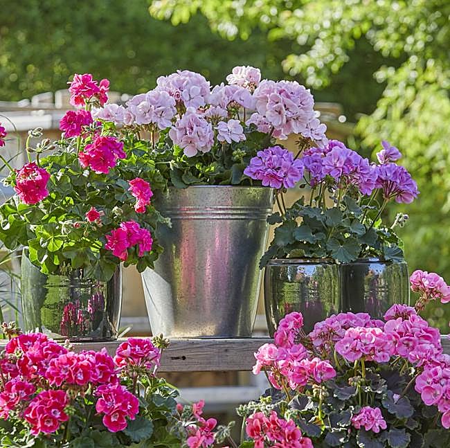 Pelargonium de colores.