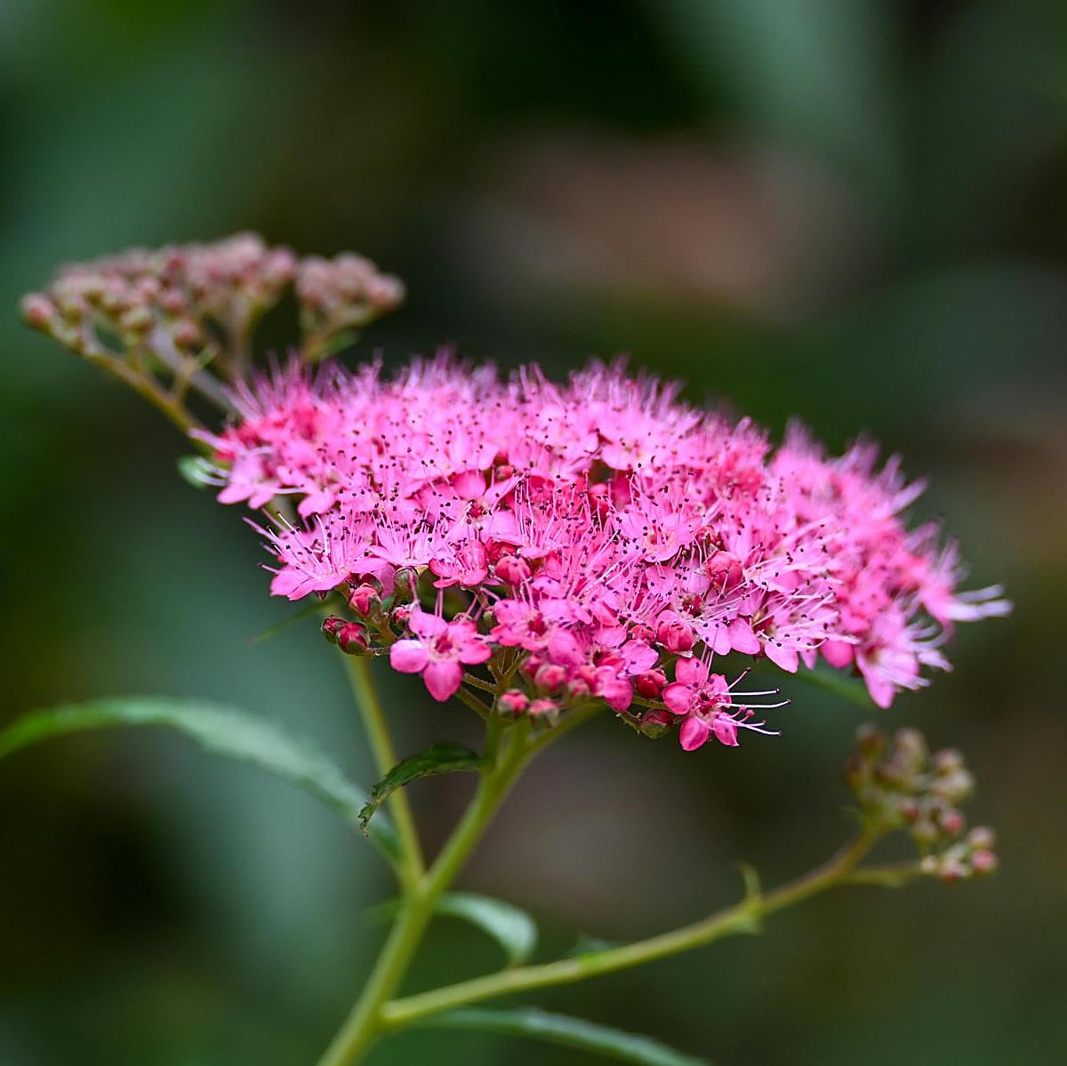Spirea japonica rosa fucsia.