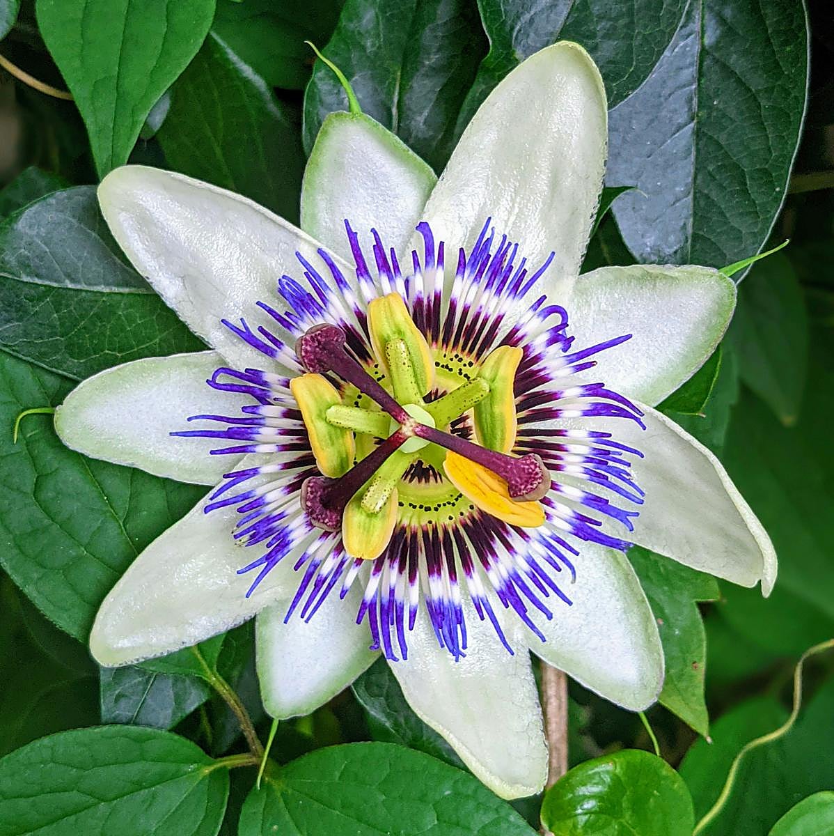 Passiflora o pasionaria, la planta trepadora de flores espectaculares que crece rapidísimo y es más más fácil de cuidar que la buganvilla o el rosal
