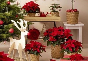 Decoración de Navidad con flores de Pascua.
