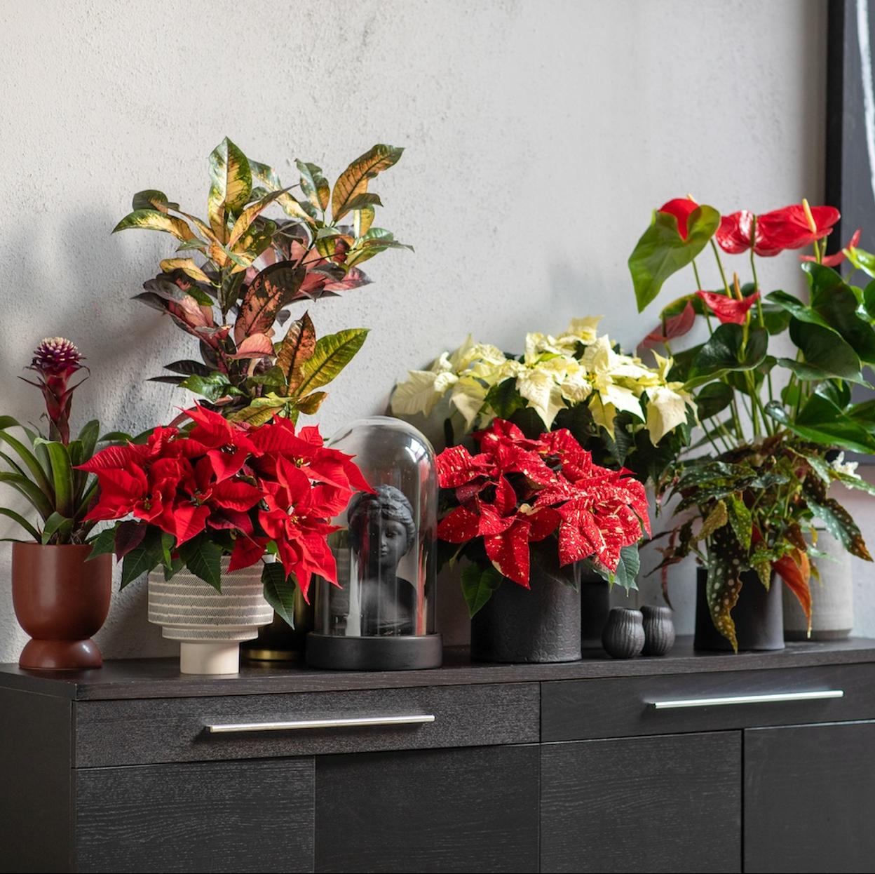 Expertos en plantas nos explican cómo cuidar la Poinsettia o Flor de Pascua para que esté preciosa todo el año: consejos sobre riego, luz, temperatura y ubicación