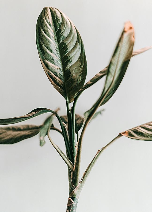 Imagen - Foto: Pexels