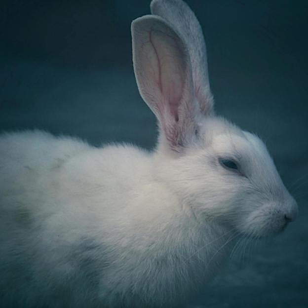 Todos podemos caer en las garras de las teorías conspirativas. 