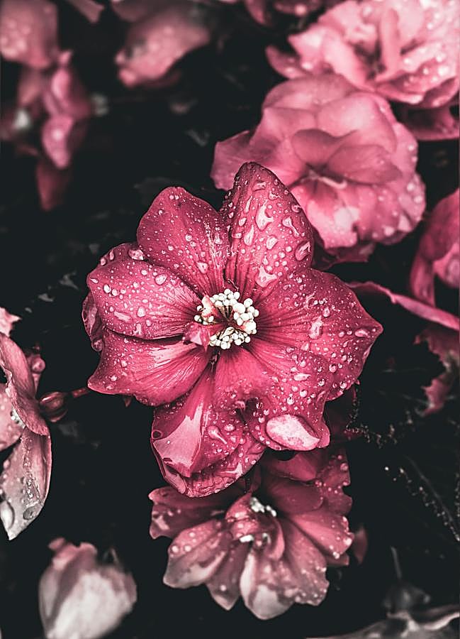 Imagen - Foto: Pexels.