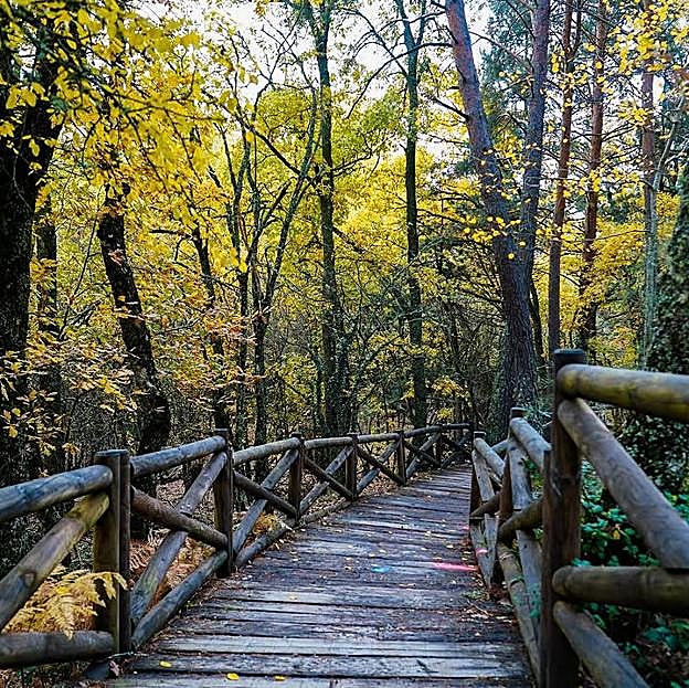El Hayedo de Montejo, en Montejo de la Sierra
