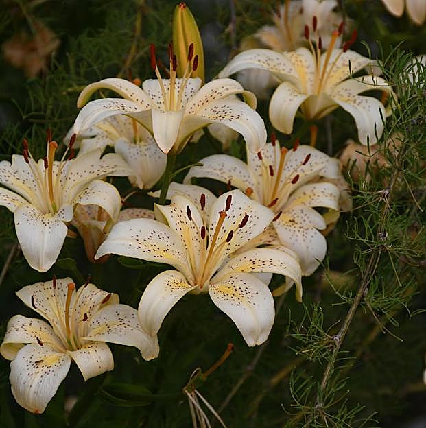 Cómo cuidar tus lirios para que tengan flores preciosas toda la primavera y el verano