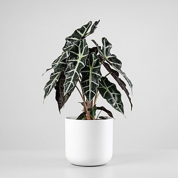 Alocasia: cuidados fciles de riego, luz y temperatura para esta planta  tropical de interior | Mujerhoy