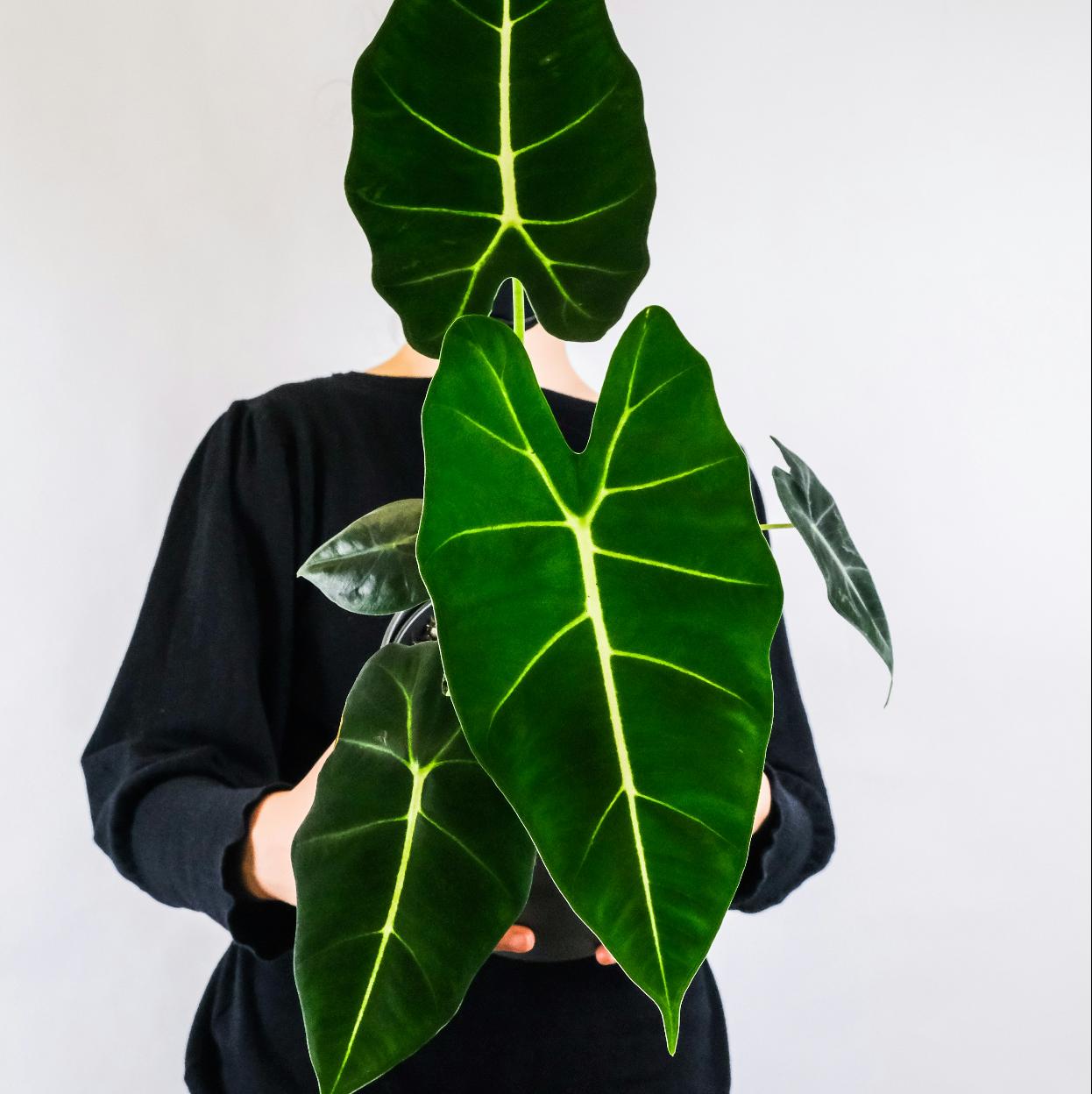 Planta de alocasia, también conocida como oreja de elefante.