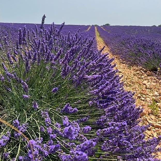 Campo de lavanda de Pezuela de la Torre.