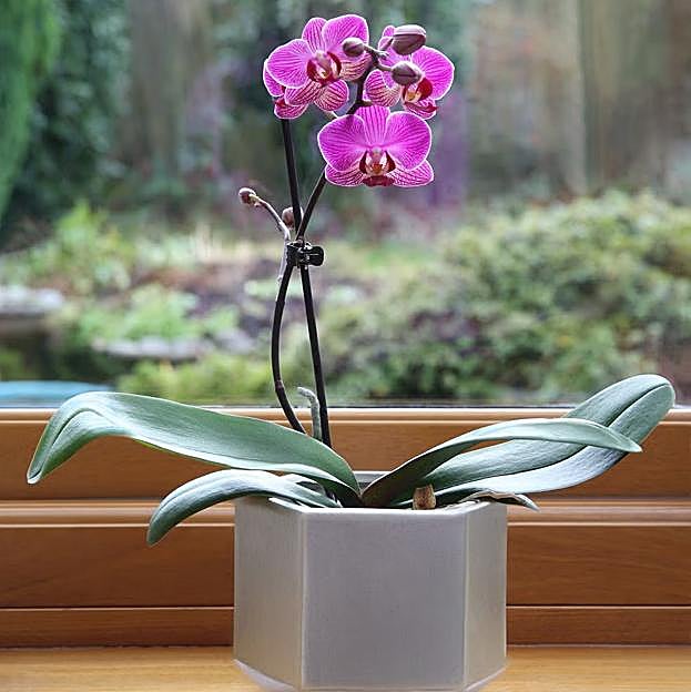 Cómo cuidar tus orquídeas para que las flores duren más tiempo: consejos fáciles para que no se mueran