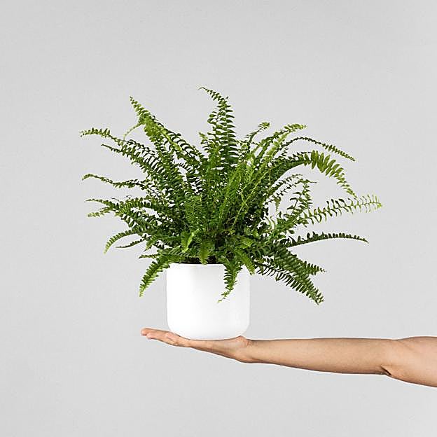 Este Helecho Nephrolepis exaltata 'Boston' cuesta 9.99 euros en Fronda.