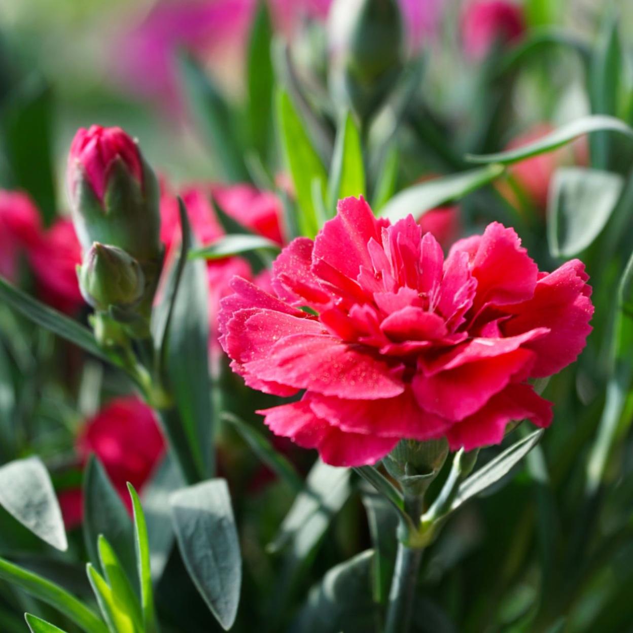 Clavel rojo, símbolo de amor y pasión.