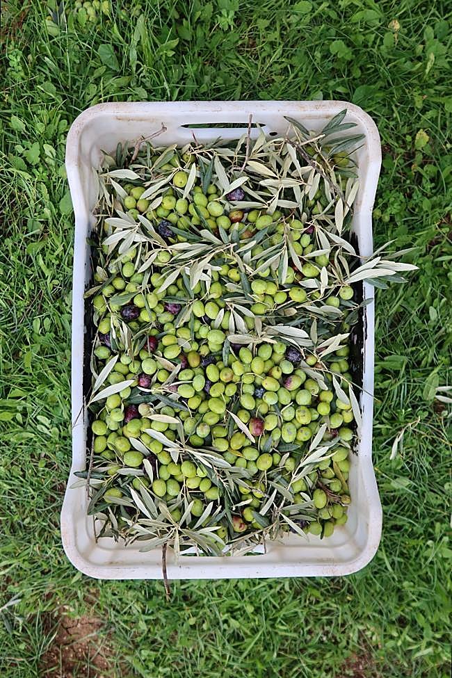 Una caja de aceitunas tras la recogida.