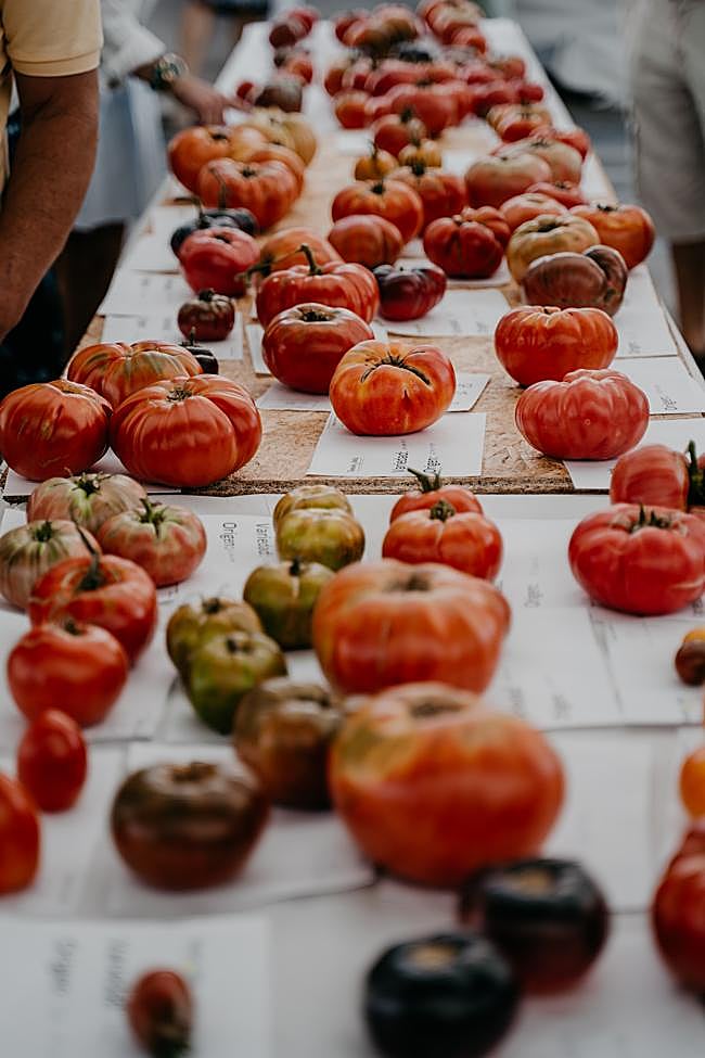 Tomates de la Feria del Tomate Antiguo de Polanco, en Cantabria.