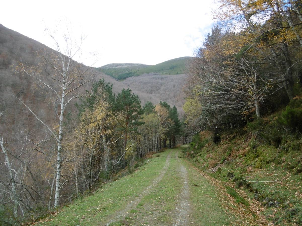 Bosque mixto en la zona alta.. 