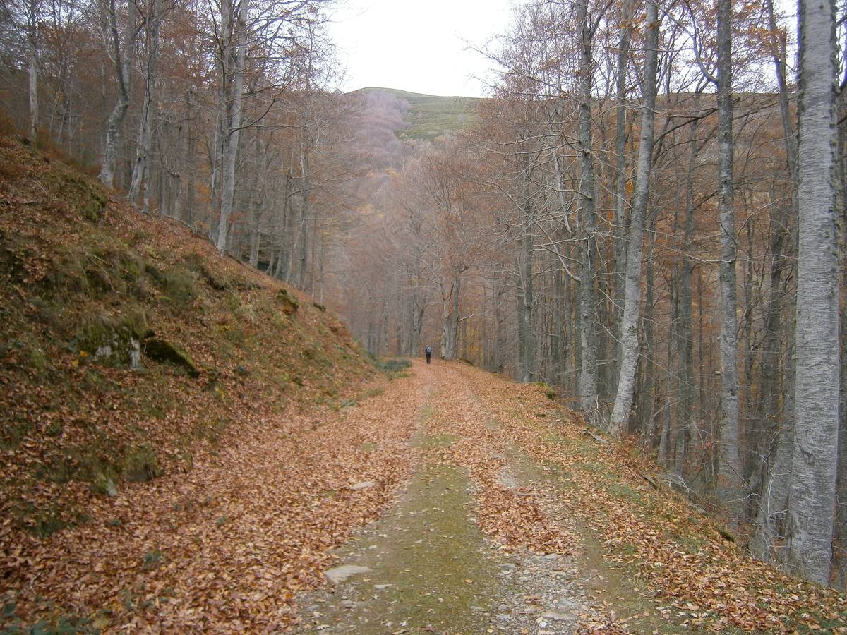 Las hayas alcanzan una gran altura.. 