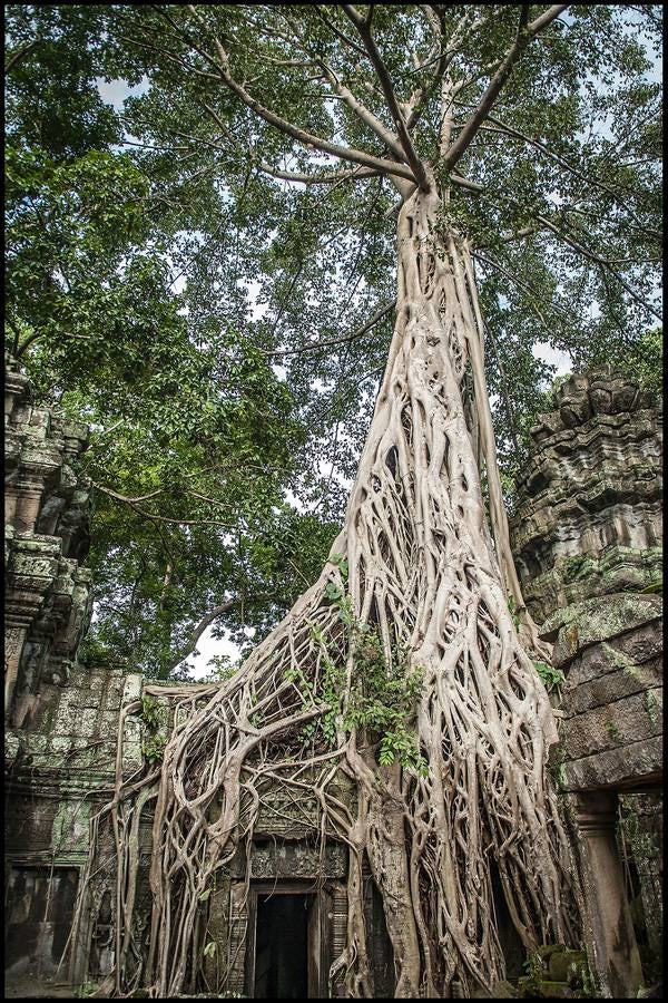Un reino de pesadilla