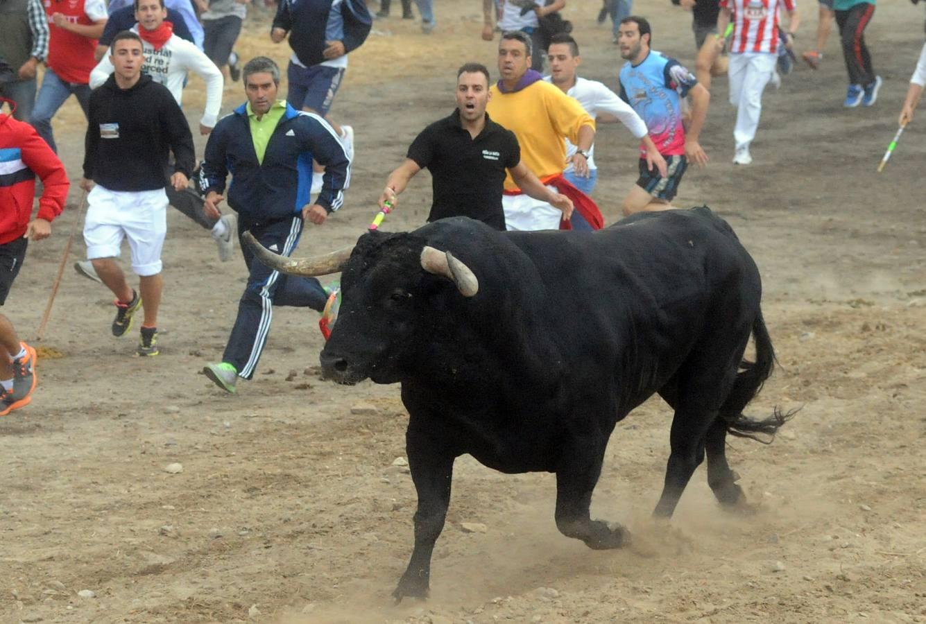 Tordesillas celebra su primera fiesta sin Toro de la Vega