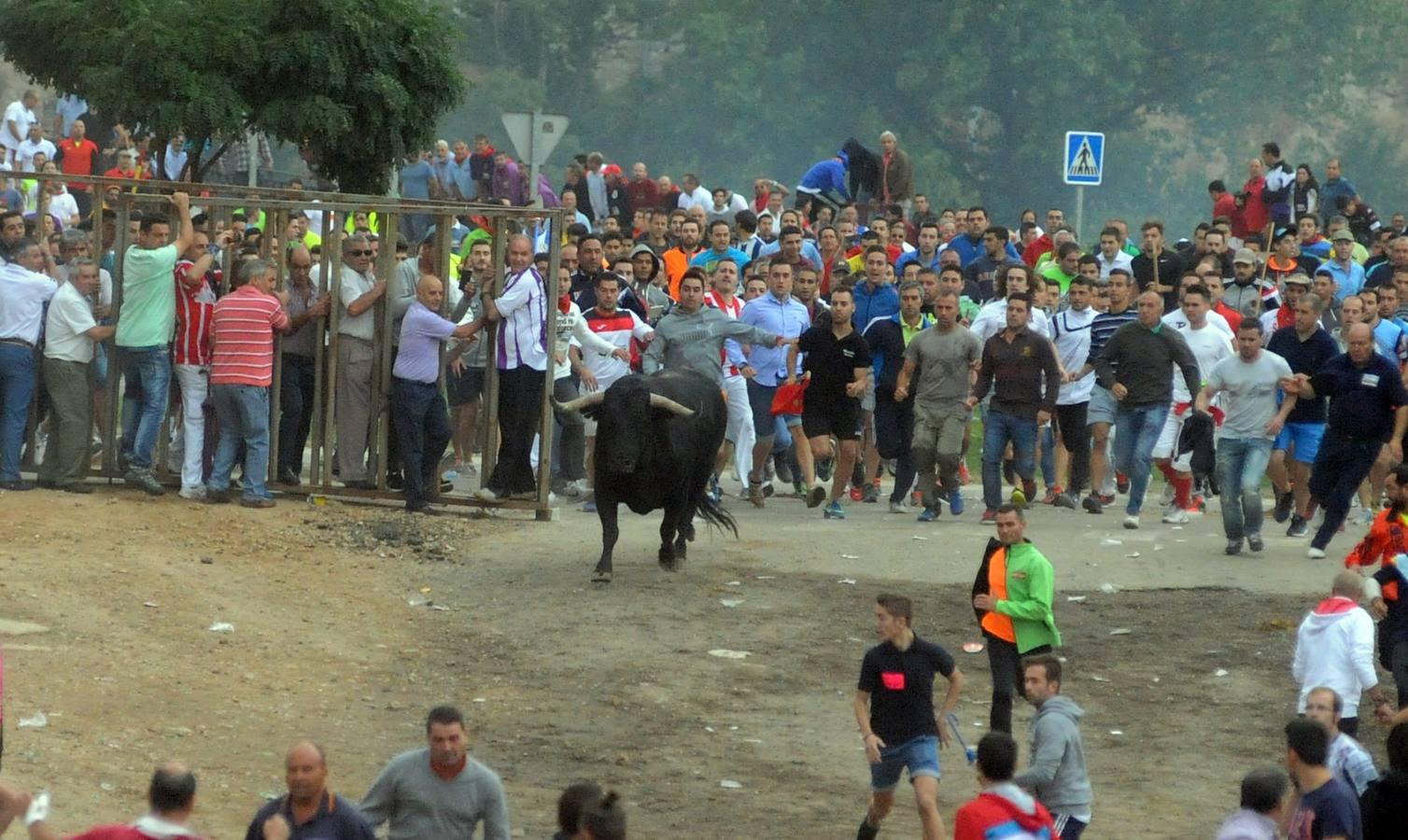 Tordesillas celebra su primera fiesta sin Toro de la Vega