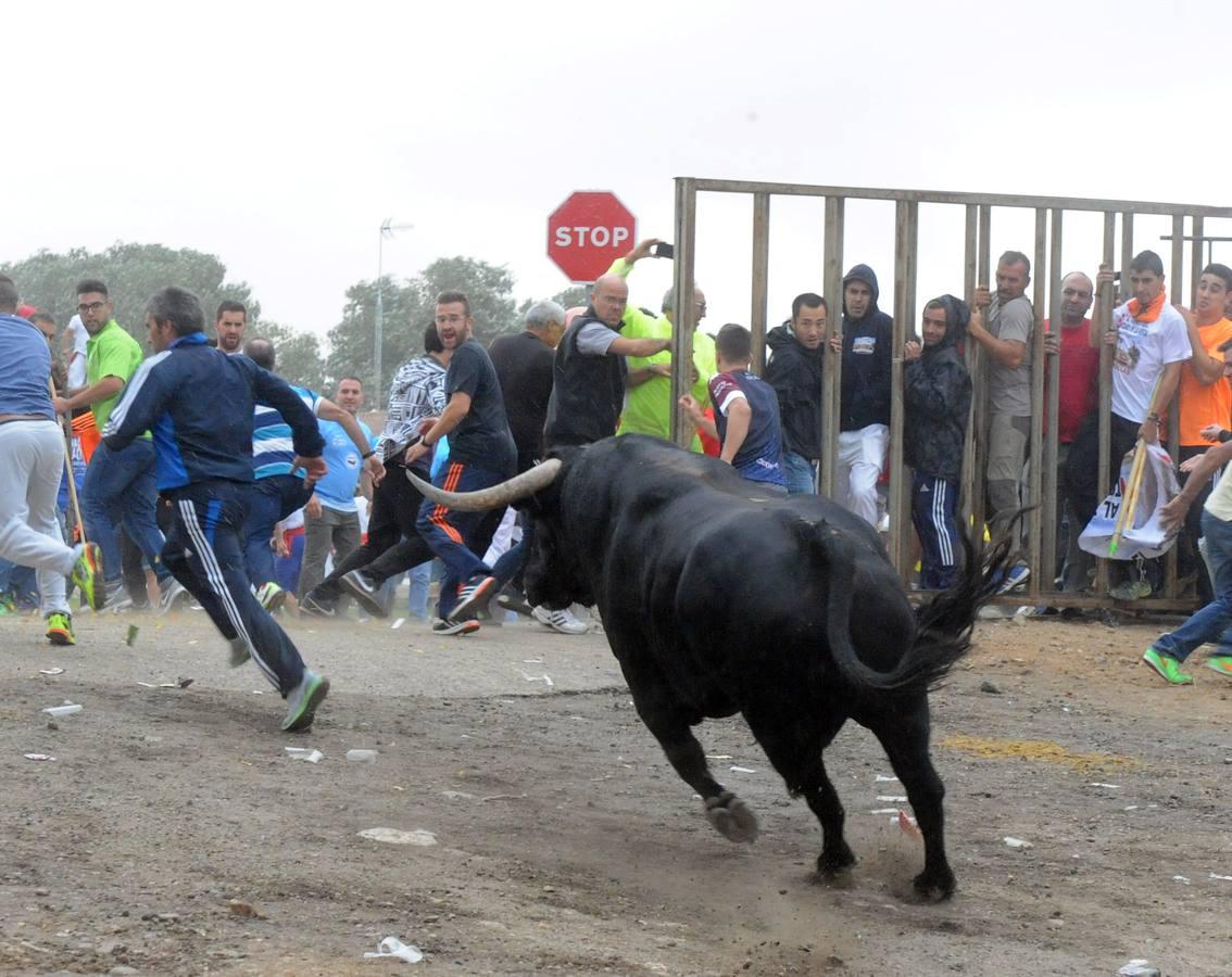 Tordesillas celebra su primera fiesta sin Toro de la Vega