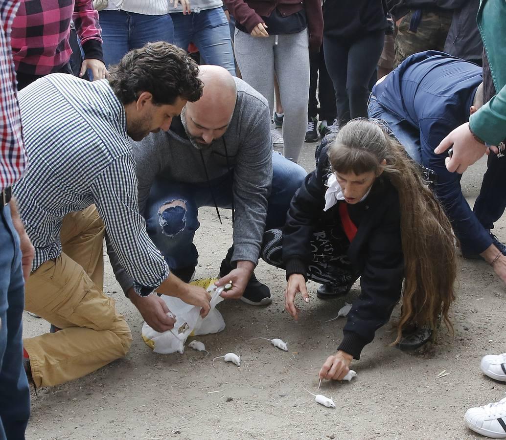 Tordesillas celebra su primera fiesta sin Toro de la Vega