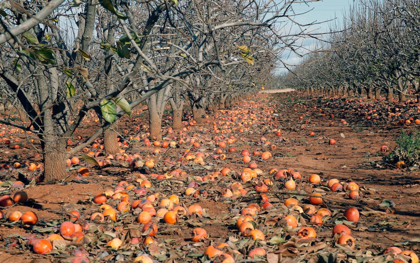 El frío estropea muchos campos de naranjos de Valencia.