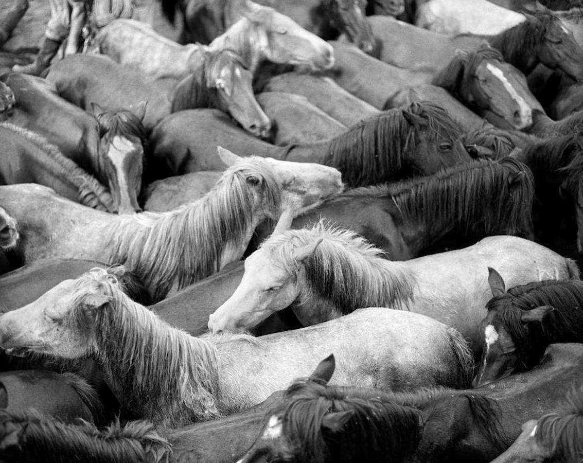 En el Curro solo se lleva a cabo la rapa de los caballos “del Santo”, aquellas que provienen de las dos yeguas que las hermanas de Sabucedo ofrecieron a San Lourenzo durante la peste que asoló la región en la segunda mitad del S XVI.