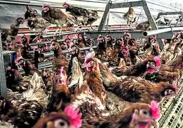 Cataluña sacrifica 87.000 aves por el caso de gripe aviar de Lérida