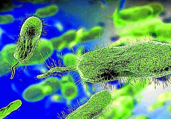 Las bacterias se vacunan frente a los virus y los virus se vacunan frente a otros virus