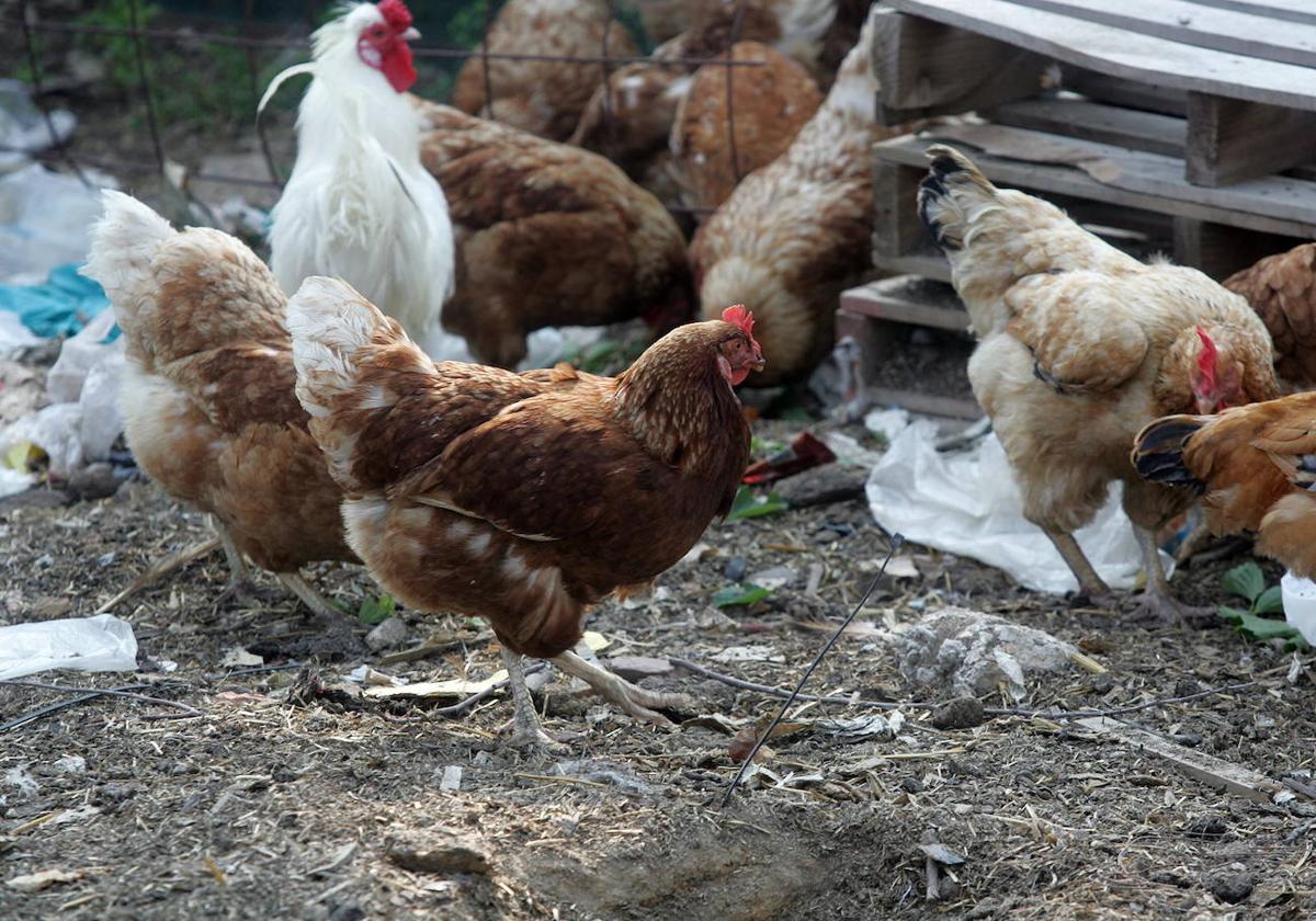 Gallos en una granja avícola.