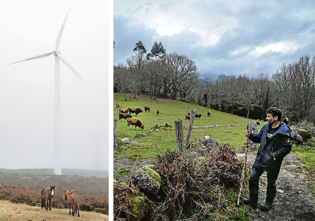 Caballos salvajes al pie de un aerogenerador en el mirador de Seixo (Pontevedra). A la derecha, José González, ganadero de Cuiña, que reniega del modelo eólico.