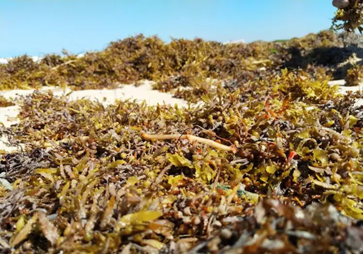 Los arribazones, esta acumulación de algas, son un residuo que los municipios costeros tienen que gestionar y que acaban en el vertedero.