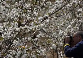 Imagen de un hombre fotografiando almendros en flor en el Jerte.