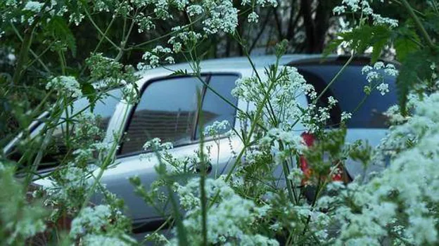 Los insectos pueden provocar sustos al volante