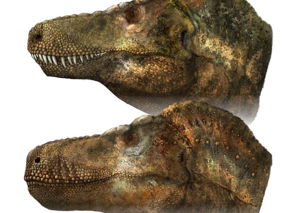 Arriba, el T-Rex con la dentición visible. Abajo, su imagen más probable, con un 'labio' cubriendo la dentición superior.