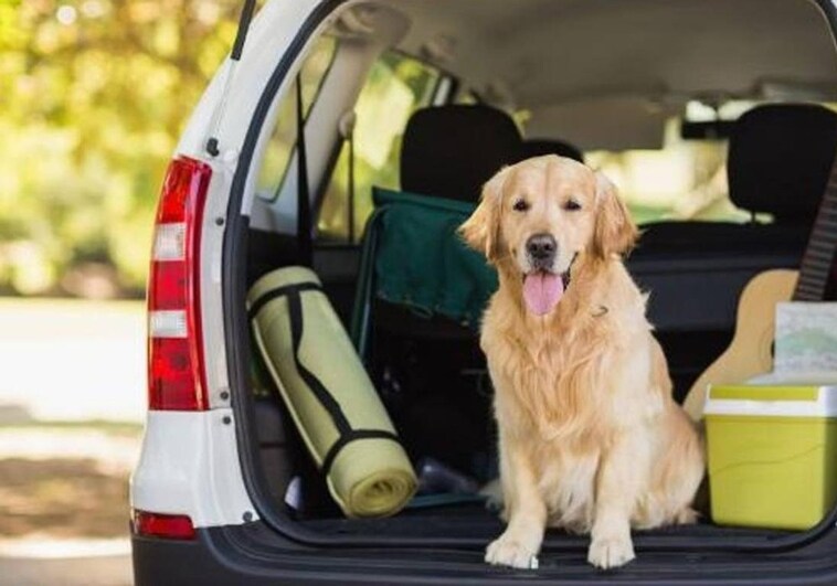 En cualquier tipo de vehículo hay que garantizar la seguridad de las mascotas y los pasajeros