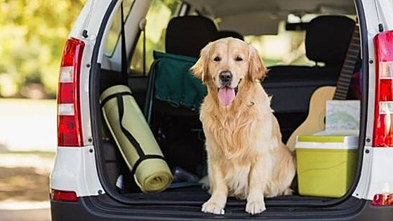 Cómo viajar con tu perro o gato esta Semana Santa en coche o transporte público
