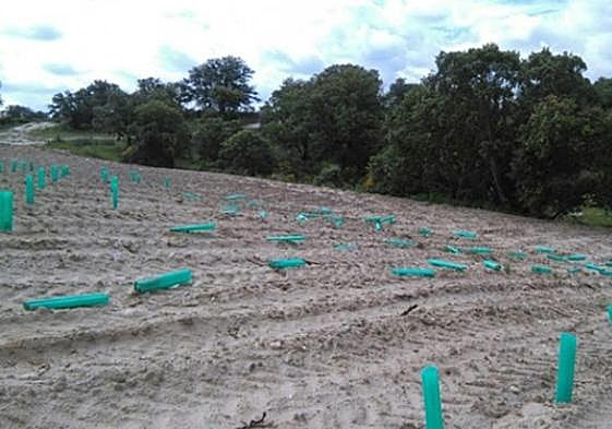 Agricultores de Cuenca organizan patrullas nocturnas para evitar robos de viñas