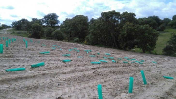 Agricultores de Cuenca organizan patrullas nocturnas para evitar robos de viñas