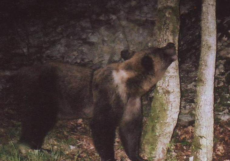 Un oso mata a un corredor de montaña en Italia