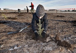 Joven plantando un árbol en una acción de reforestación empresarial.