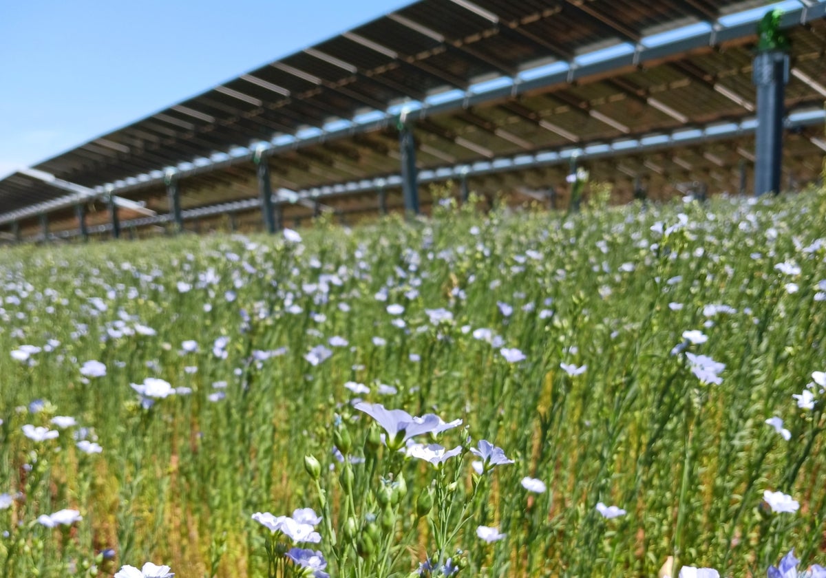 Plantación solar en Carmona (Sevilla).