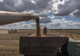 Una cosechadora descarga trigo en un camión en un campo próximo a la ciudad ucraniana de Obukhiv.