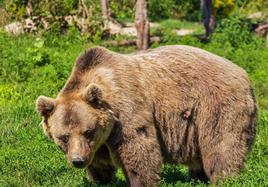 Capturan a la osa que mató a un deportista en un bosque del noreste de Italia