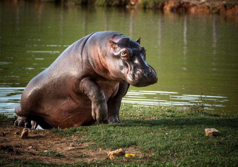Los hipopótamos de Pablo Escobar buscan quien los adopte