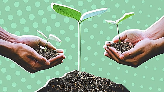 Salvar la Tierra con la reforestación: ¿ilusión o realidad?