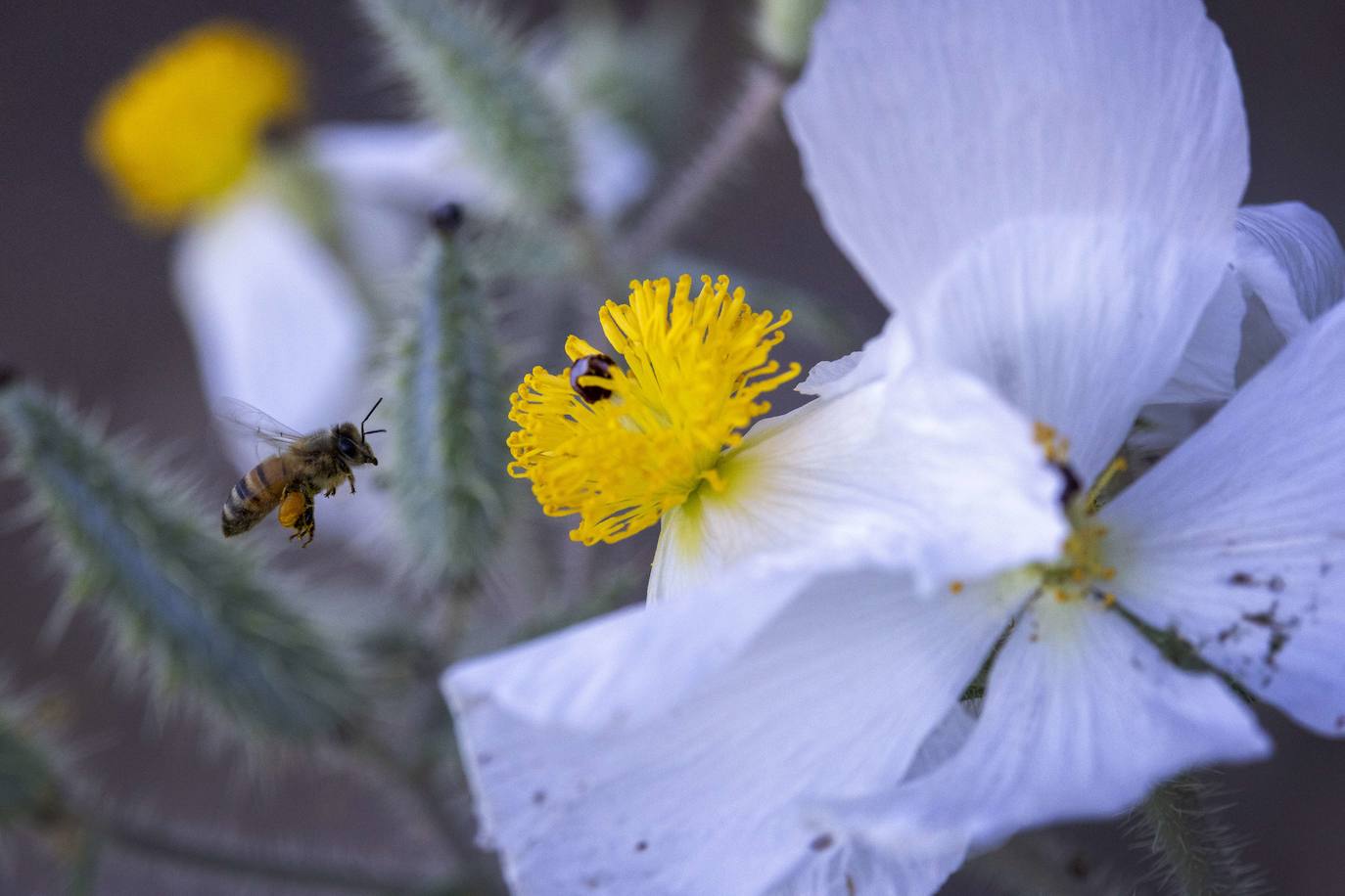 La &#039;super floración&#039; de California, en imágenes